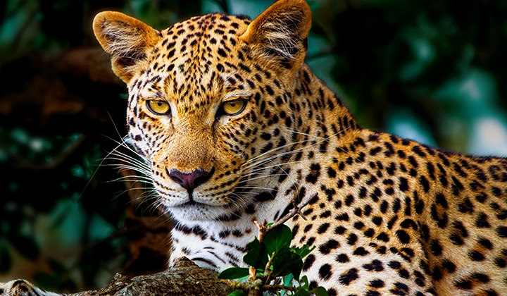 Lines animate across a very dull and almost gray image of a leopard in a forest as if a supercomputer is analyzing the elements in the frame. A laser traces the leopard's silhouette and then it is enhanced to be brighter, sharper, and more colorful. The background also transforms from left to right, now with improved contrast, depth, and colors. 