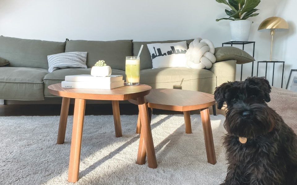 : A cosy living room setting with a dark-haired dog sitting on a plush white rug, flanked by round wooden coffee tables and a sofa in the background.