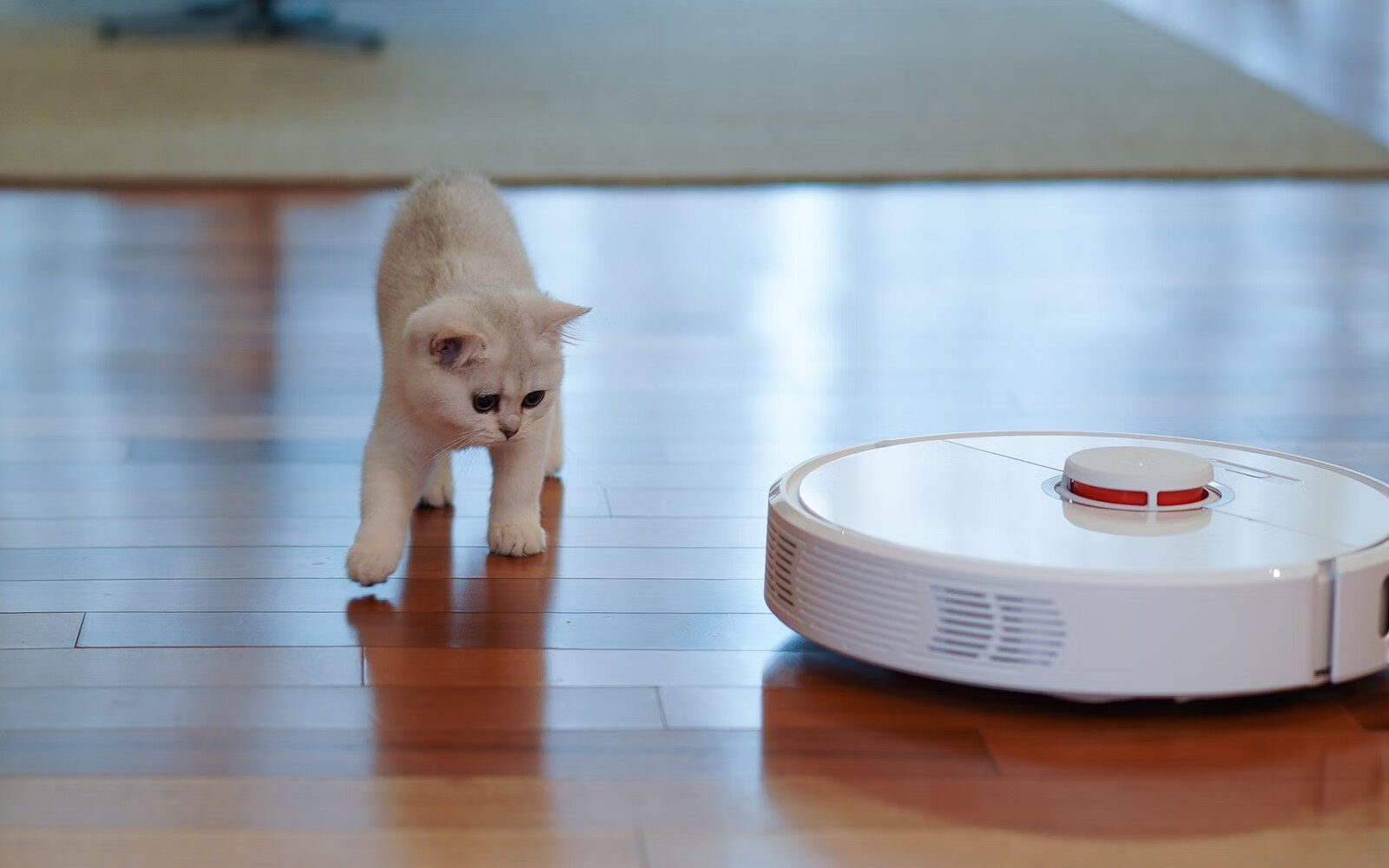 KItten observing a robot vacuum