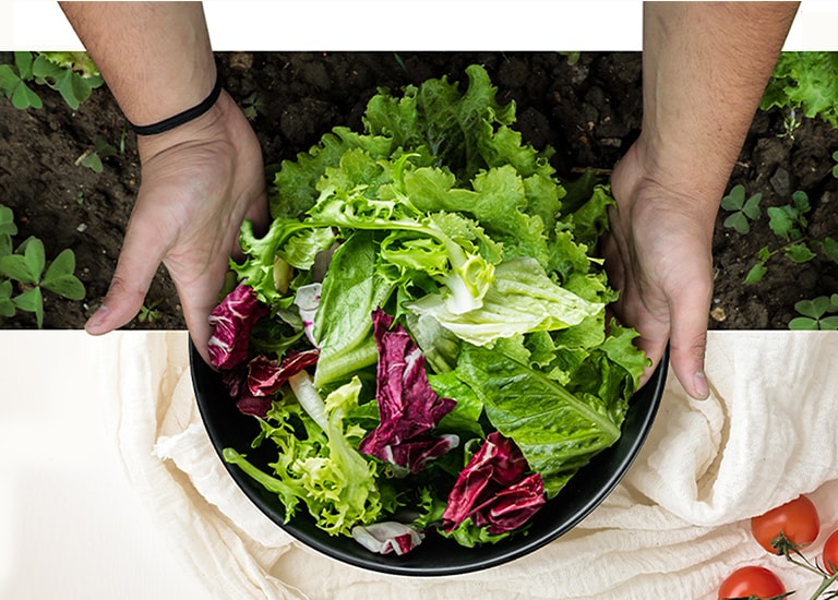 The top part of the image is harvesting lettuce from the field. The bottom part of the image is a fresh salad in a round plate. The vegetables in these two images are naturally connected as if they were one image.