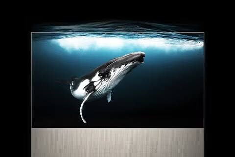 EASEL in Full View displaying a whale underneath the water while sunlight shines from above. The picture goes beyond the TV, demonstrating its immersive picture.	