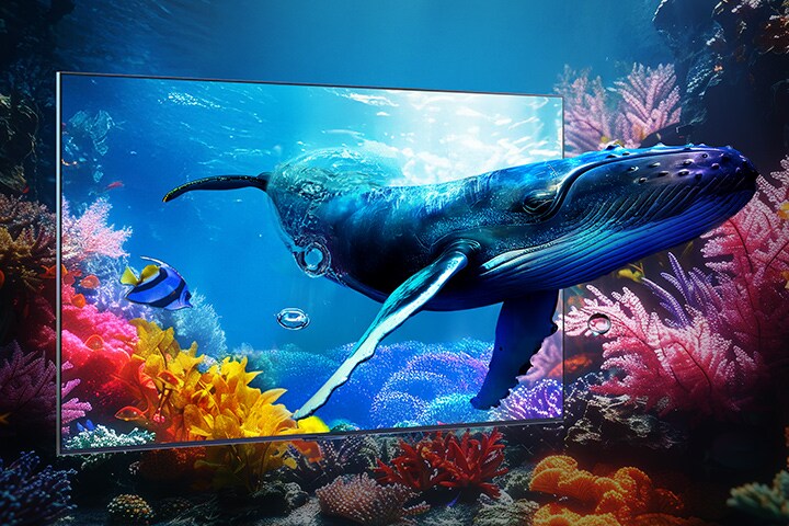 A whale swims out towards the viewer through a QNED9M placed amidst the corals in the ocean.
