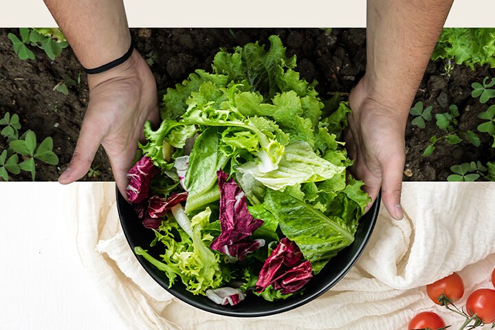 Imagen superior: recolección de lechugas. Imagen inferior: ensalada fresca. Las verduras conectan pareciendo una sola imagen.
