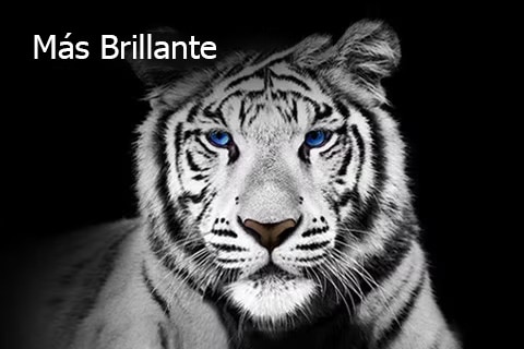 Esta imagen de tigre blanco sobre un fondo negro representa a Brightness Booster Max.	
