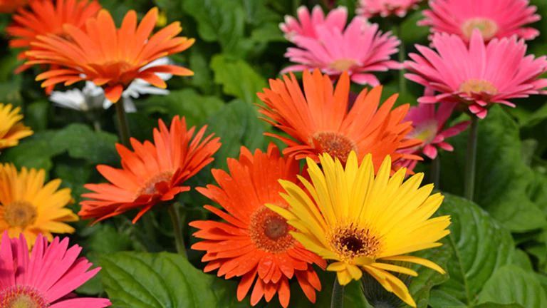 Margaritas Gerbera 