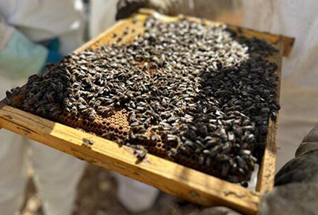 Extensión de colmenas