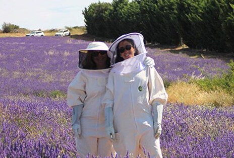 Repoblando los campos de lavanda de Brihuega