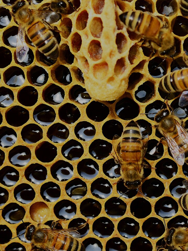 Smart Green Bees