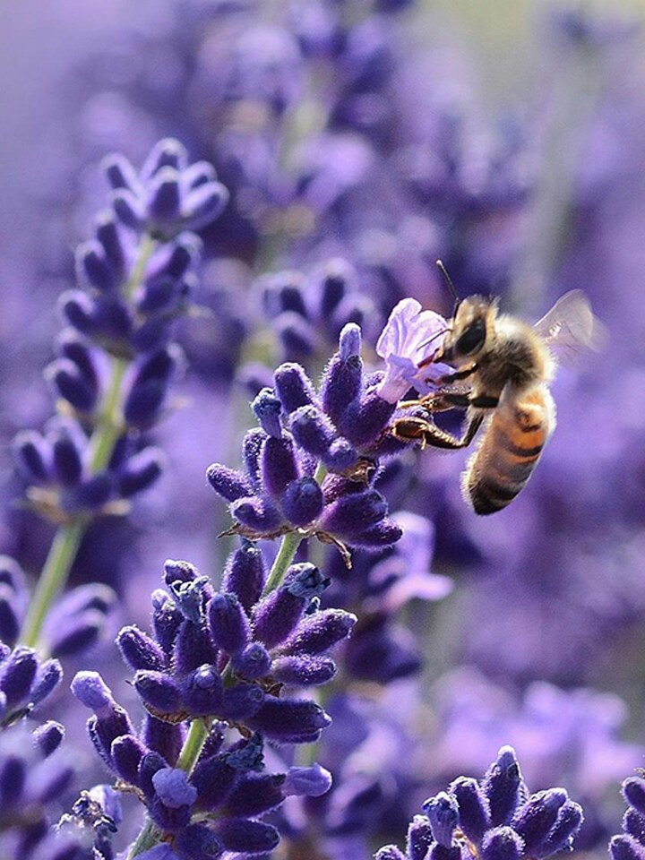 Smart Green Bees