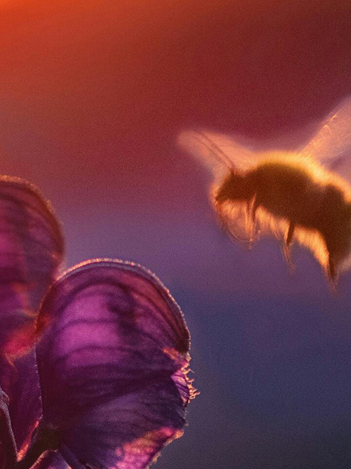 Smart Green Bees