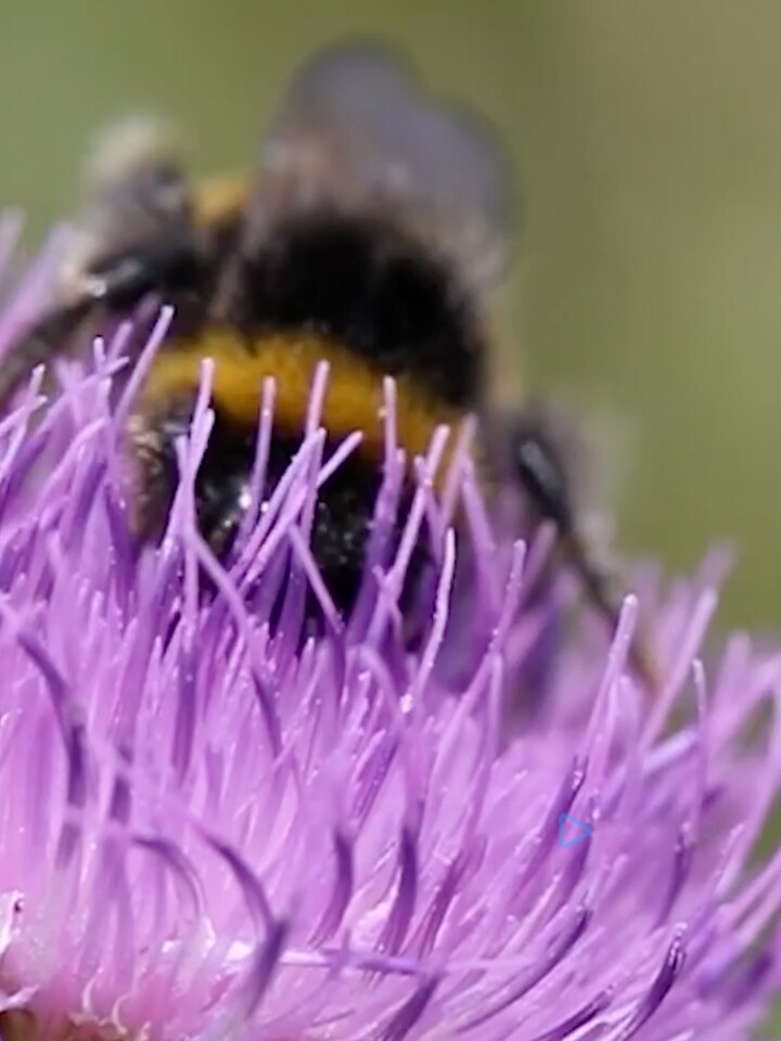 Smart Green Bees