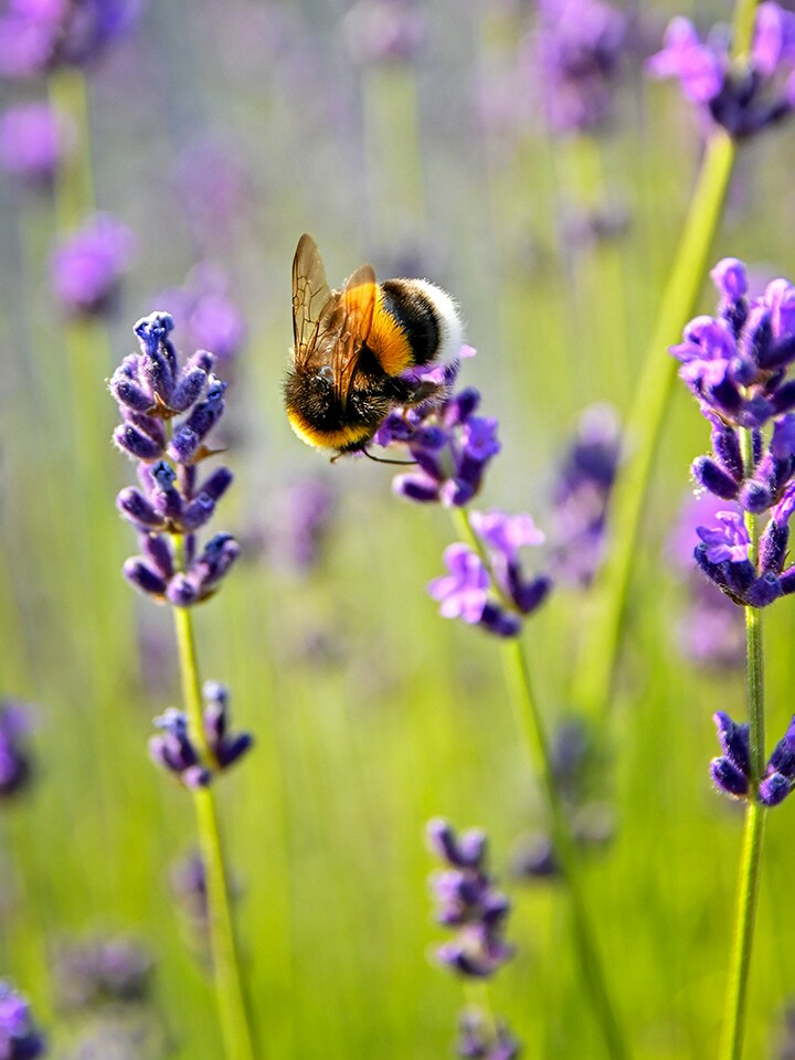 Smart Green Bees