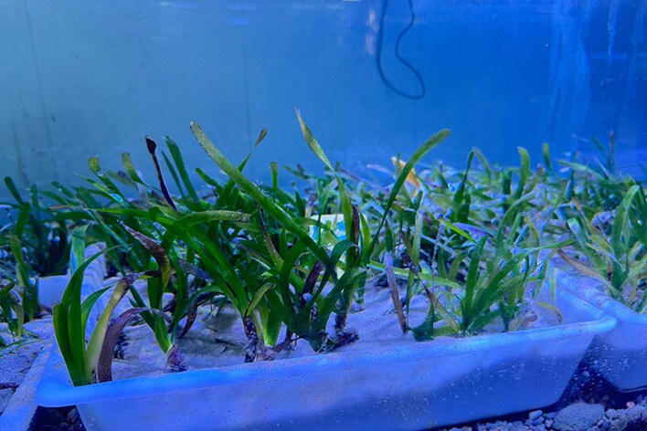 Proyecto Acción Posidonia