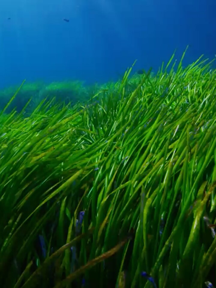 Smart Green Seas