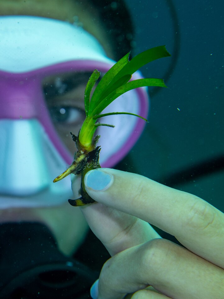 Smart Green Seas