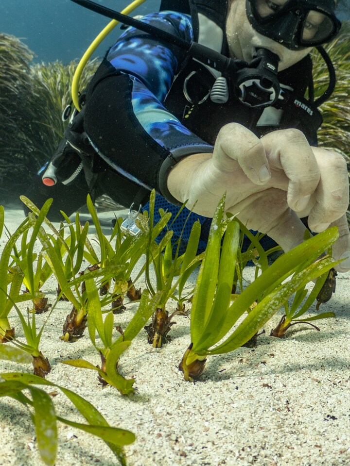 Smart Green Seas
