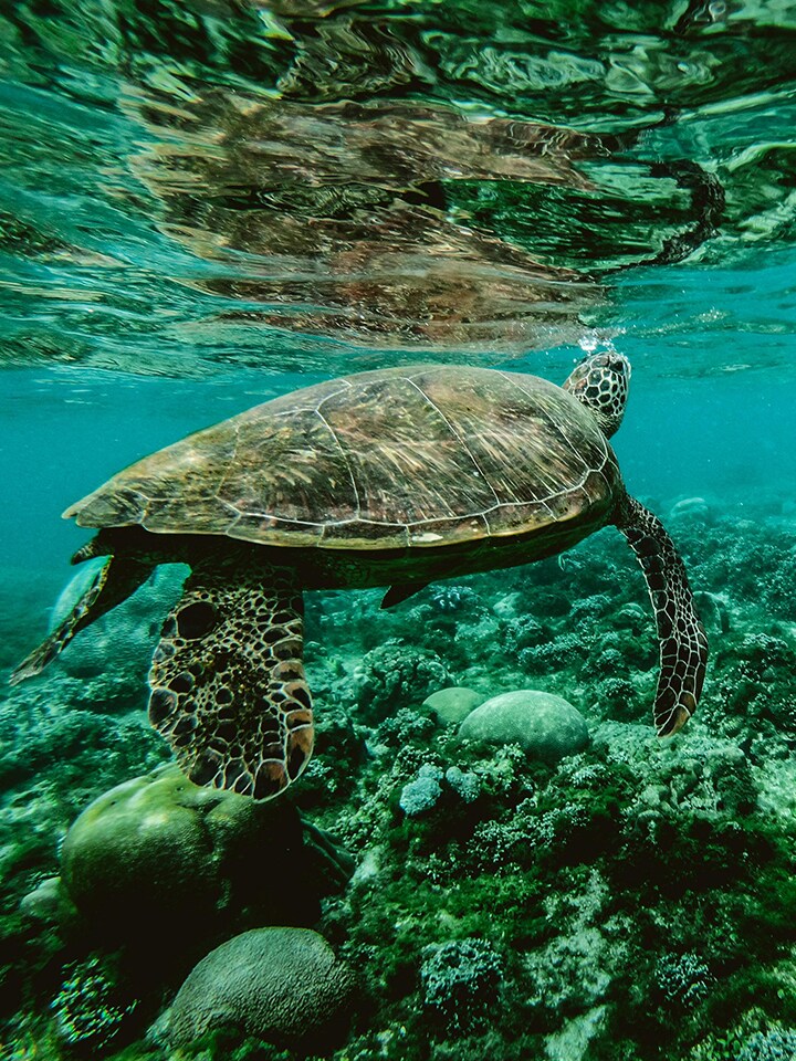 Smart Green Seas
