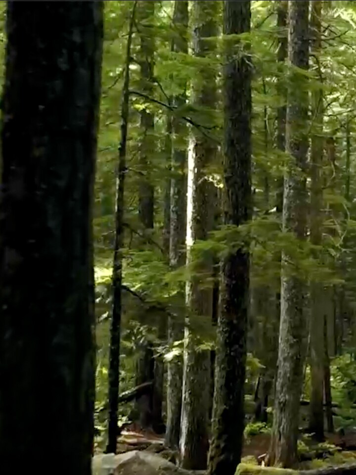 Smart Green Trees