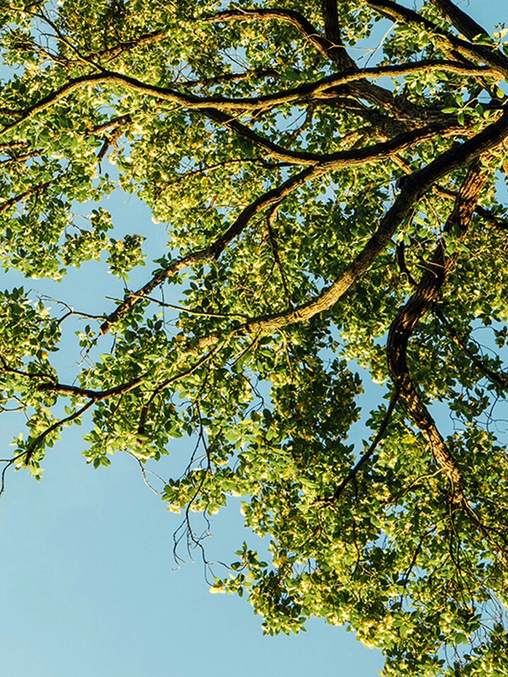 Smart Green Trees