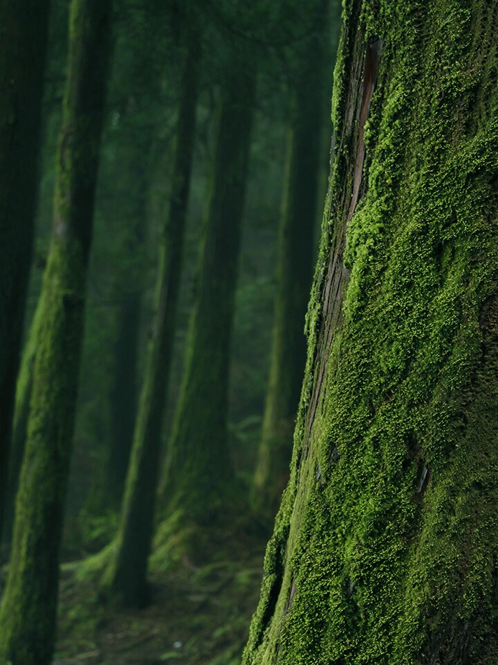 Smart Green Trees