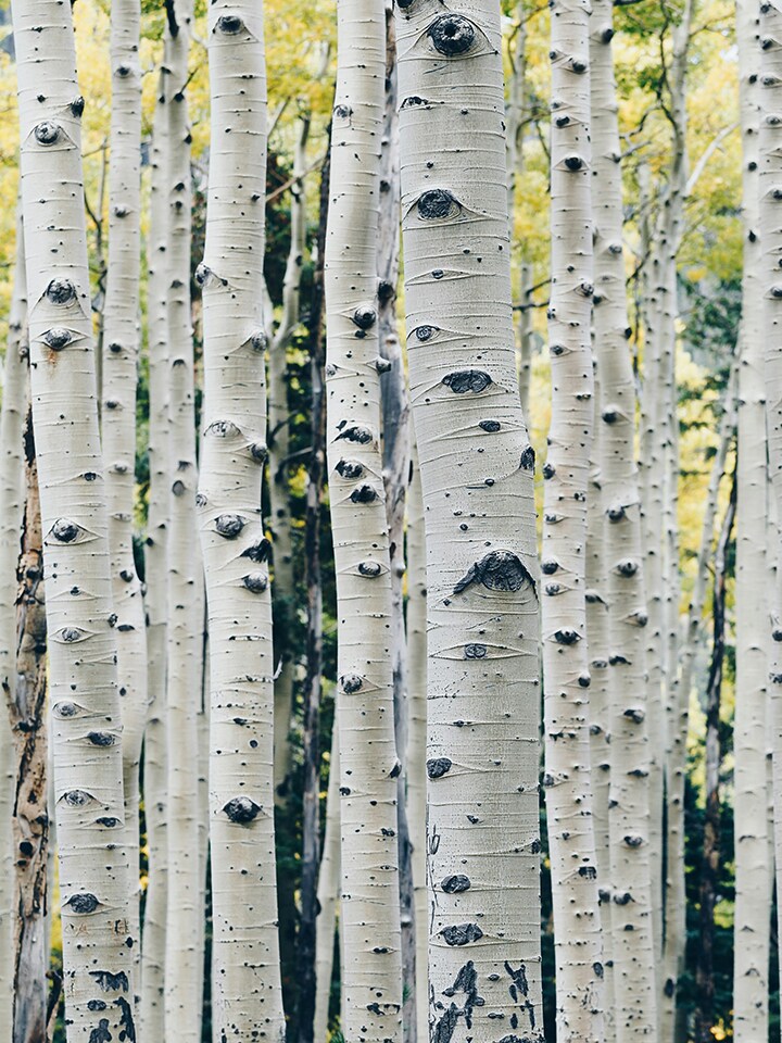 Smart Green Trees