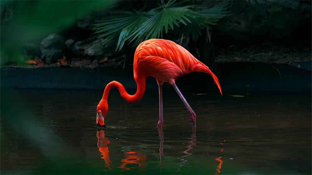 Vidéo d’un flamant rose dans un lac. La grille recouvre uniquement le flamant rose, ce qui le fait ressortir de façon éclatante et vivante par rapport à son environnement muet.