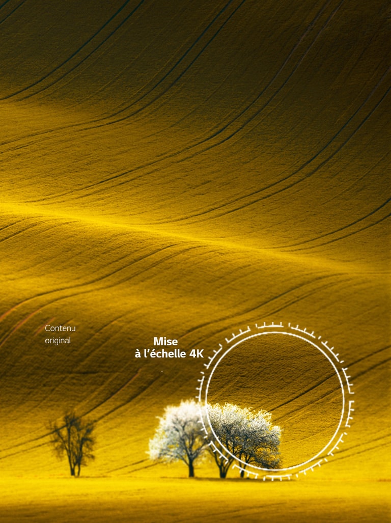 Une vision de la nature, une qualité d’image comparée à un contenu non 4K et à un contenu 4K sublimé.