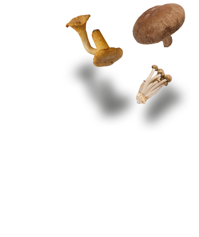 Différents types de champignons tombant dans un sot-bap fraîchement cuit.
