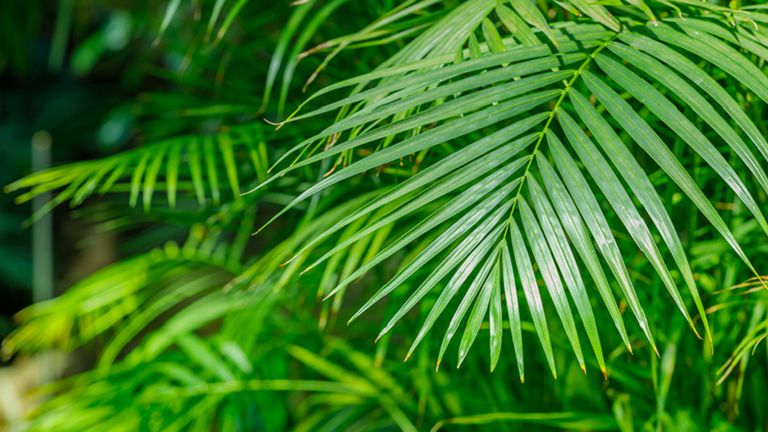 Areca Palm / Bamboo Palm 
