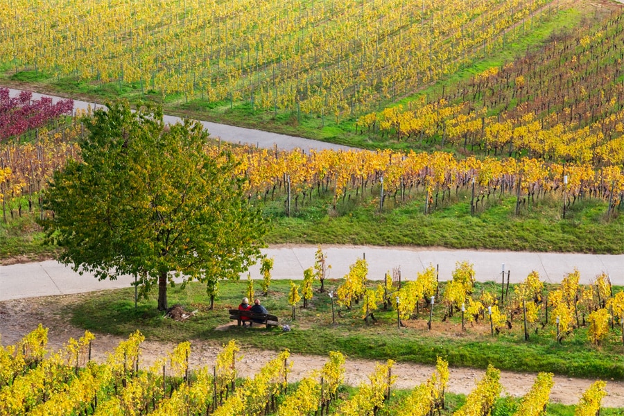 View of Winery in Rheingau.