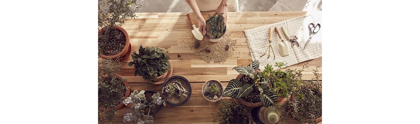 Someone placing plants into plant pots