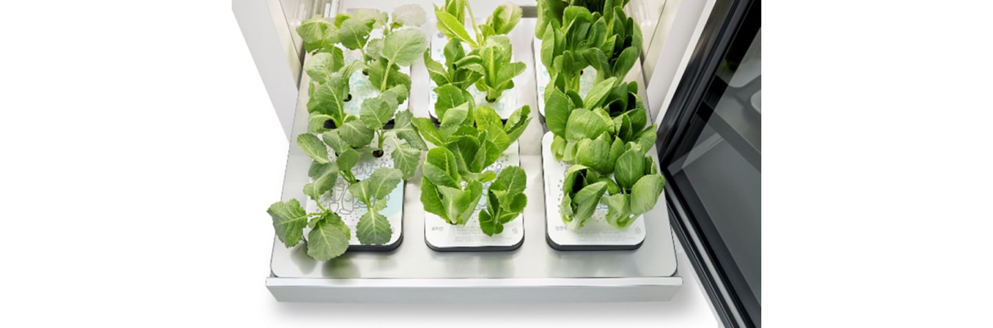 The bottom drawer of LG tiiun with vegetables growing in their seed packages.