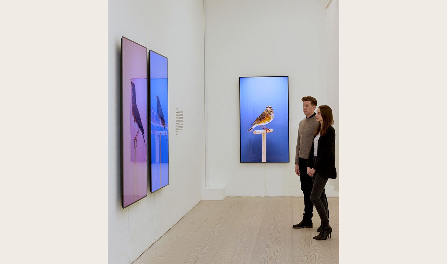  Two visitors viewing 'An Incomplete Dictionary of Show Birds' by Luke Stephenson