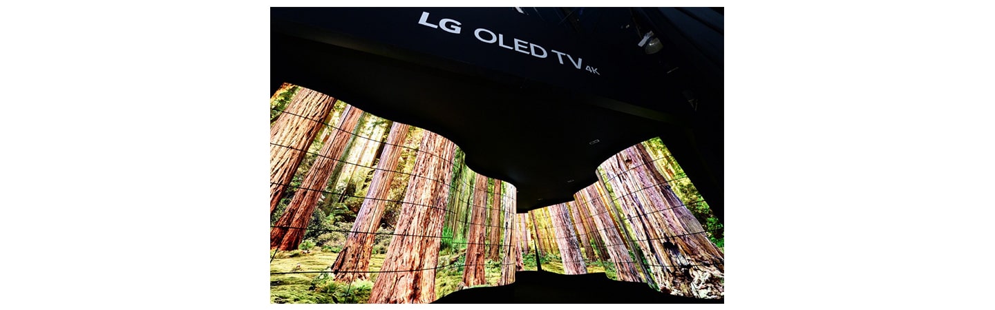 LG OLED CANYON