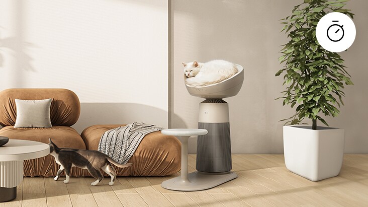 A cat walking in a warm living room and another sleeping on the air purifier seat	