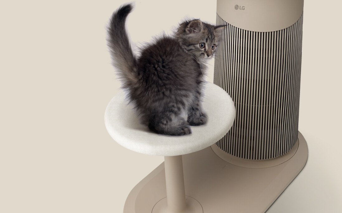 Image of kitten sitting on the air purifier step	