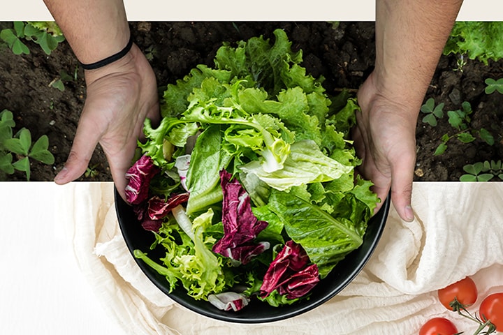 Hands holding a bowl of mixed greens with lettuce and radicchio, on a cloth beside tomatoes, over soil.