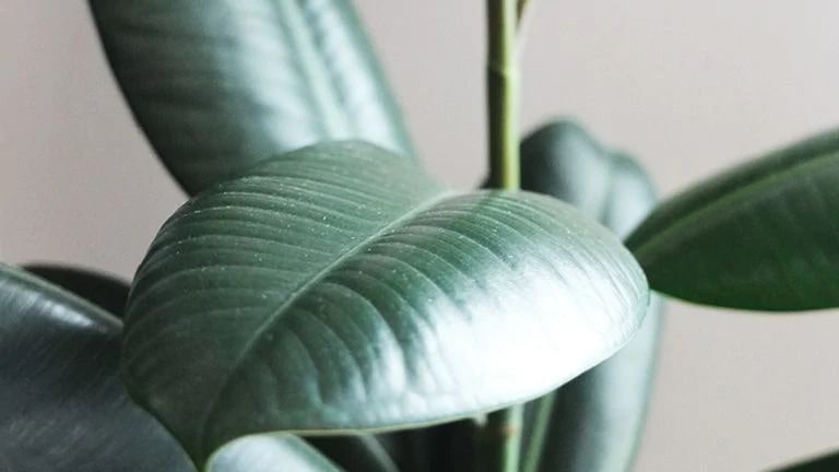 Rubber Plant