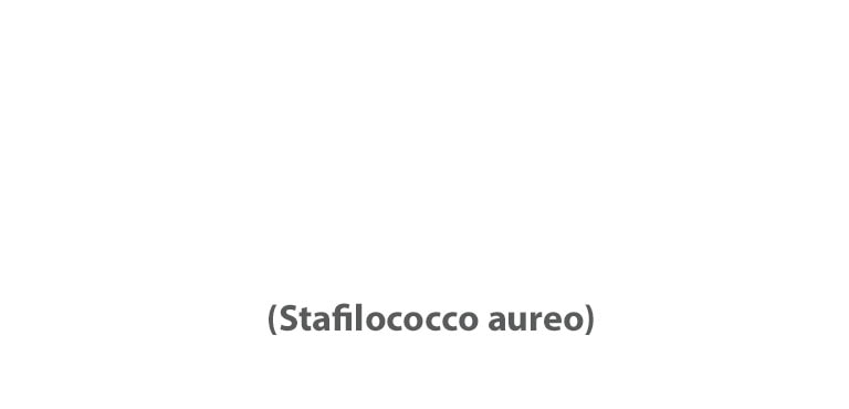 Lo stafilococco aureo, un batterio che causa infezioni alle orecchie.