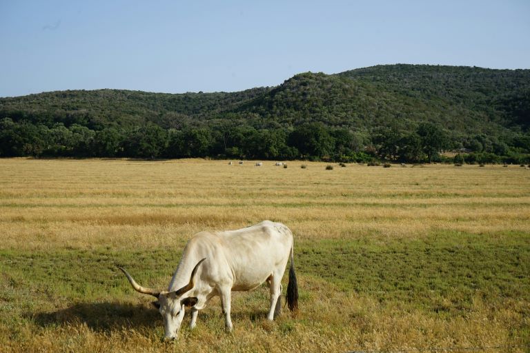 Una mucca pascola in un campo del Parco Regionale della Maremma, con colline verdi sullo sfondo, ideale per utilizzare gli accessori da campeggio per tutta la famiglia di LG.