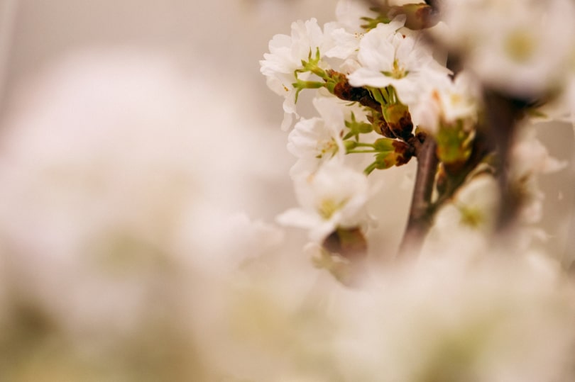 服の匂いを消す衣類ケア家電