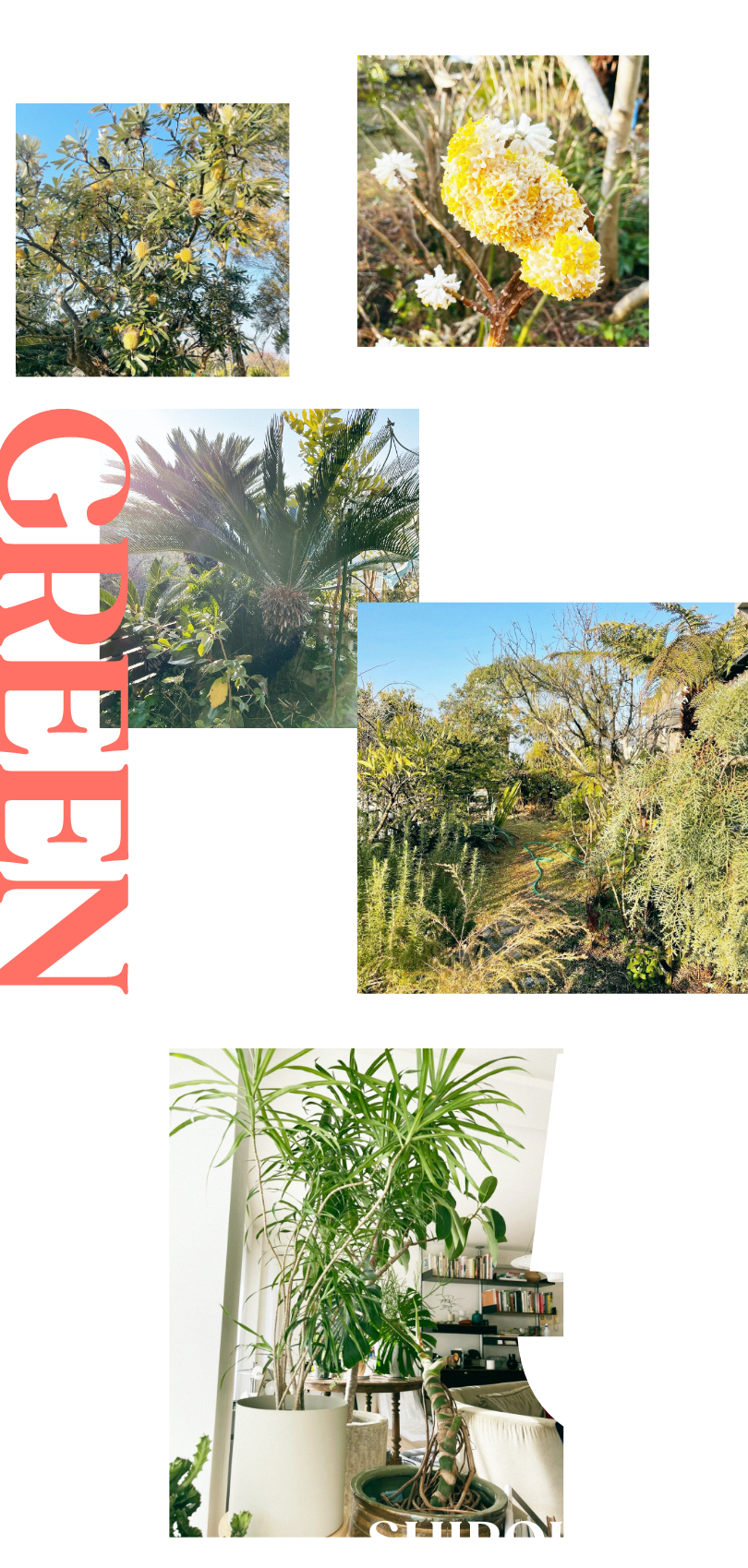 葉山の庭 白金の鉢植え オーストラリアの植物