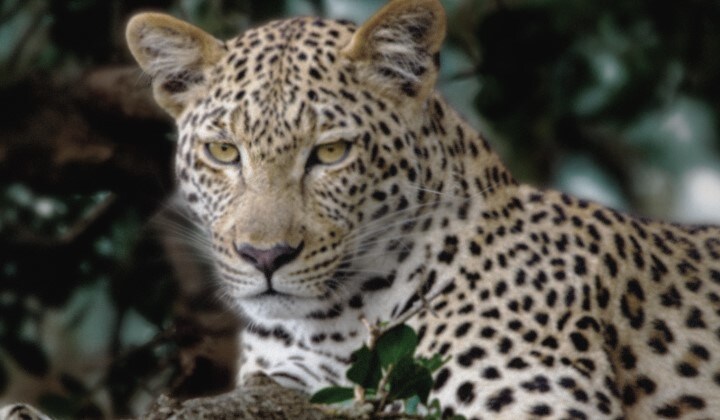 Lines animate across a very dull and almost gray image of a leopard in a forest as if a supercomputer is analyzing the elements in the frame. A laser traces the leopard's silhouette and then it is enhanced to be brighter, sharper, and more colorful. The background also transforms from left to right, now with improved contrast, depth, and colors. 