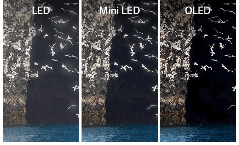 Een vergelijking van led, miniled en OLED bij de weergave van hetzelfde beeld, een vogel die met zijn vleugels slaat op het meer. Led en miniled toont halo rond de vleugels van de vogel waardoor ze onduidelijk lijken. OLED met perfect zwart laat de vleugels duidelijk zien.