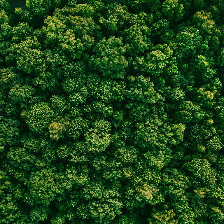 Een luchtfoto van een groen bos