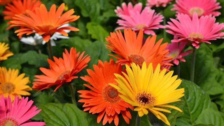 Margaritas Gerbera