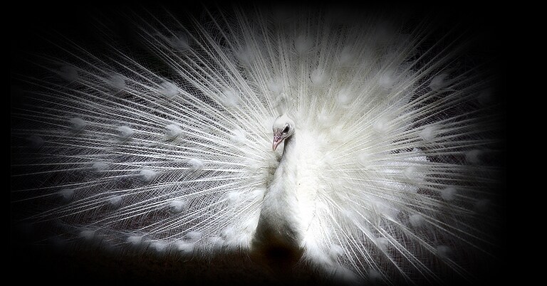 Una imagen de un pavo real blanco contra un fondo negro, en una pantalla LG OLED evo muestra claramente el detalle de cada pluma.