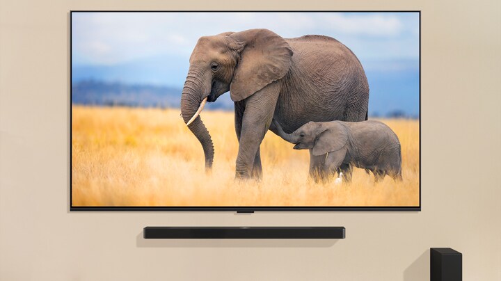 Un niño está de pie delante de una televisión grande que muestra una imagen de dos elefantes, uno adulto y otro bebé, caminando por un campo cubierto de hierba.