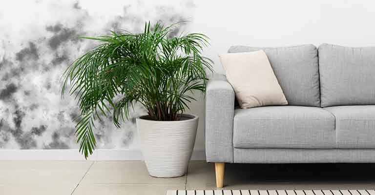 ห้องที่มีเชื้อราบนกำแพงสีขาวข้างโซฟา ประกอบบทความเรื่องการกำจัดเชื้อรา