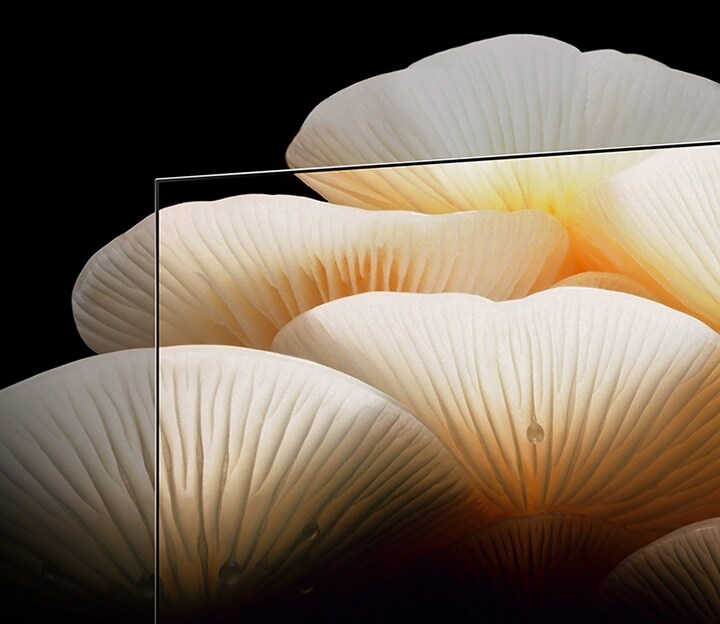 LG OLED Posé แสดงภาพเห็ดสีขาวสว่างสดใสที่ทอดยาวเลยกรอบของทีวี